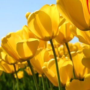 Meet your Posher, Codi